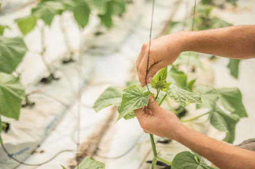 Agricultural Training